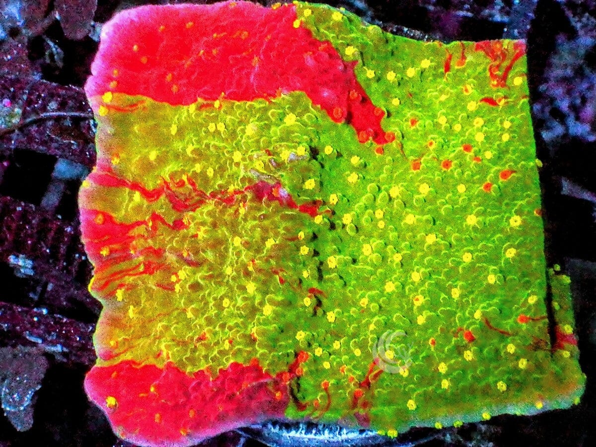 Spitfire Grafted Plating Montipora