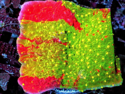 Spitfire Grafted Plating Montipora