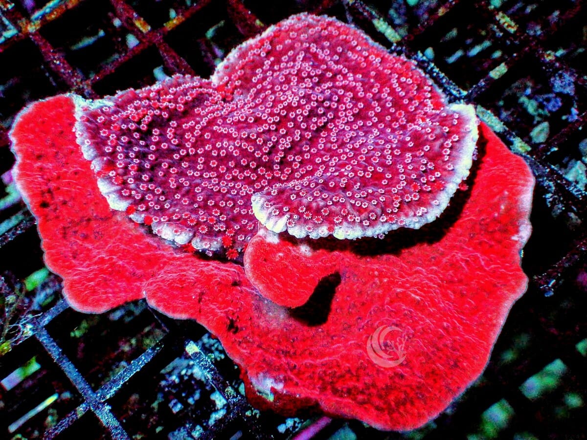 Plating Montipora Combo