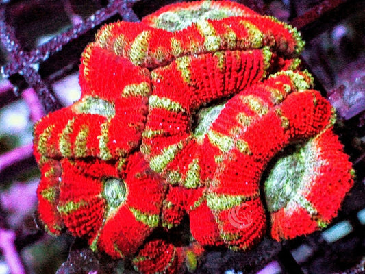 Ultra Acan lordhowensis