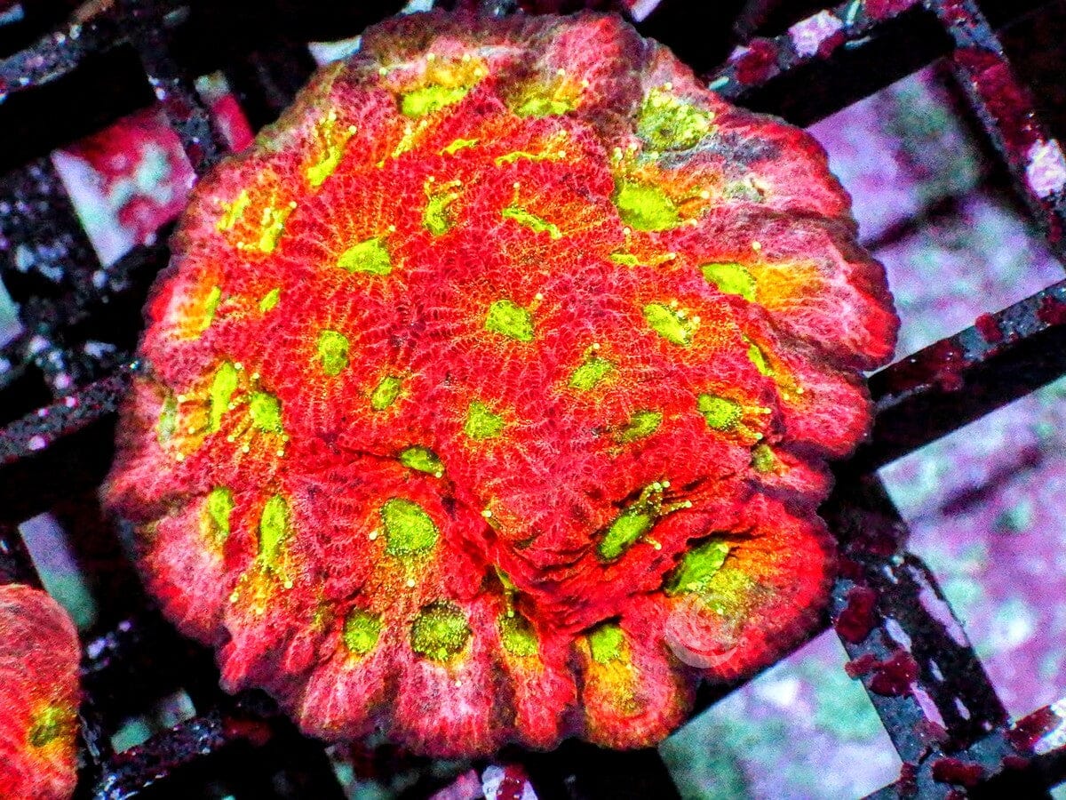 Day Glo Favites