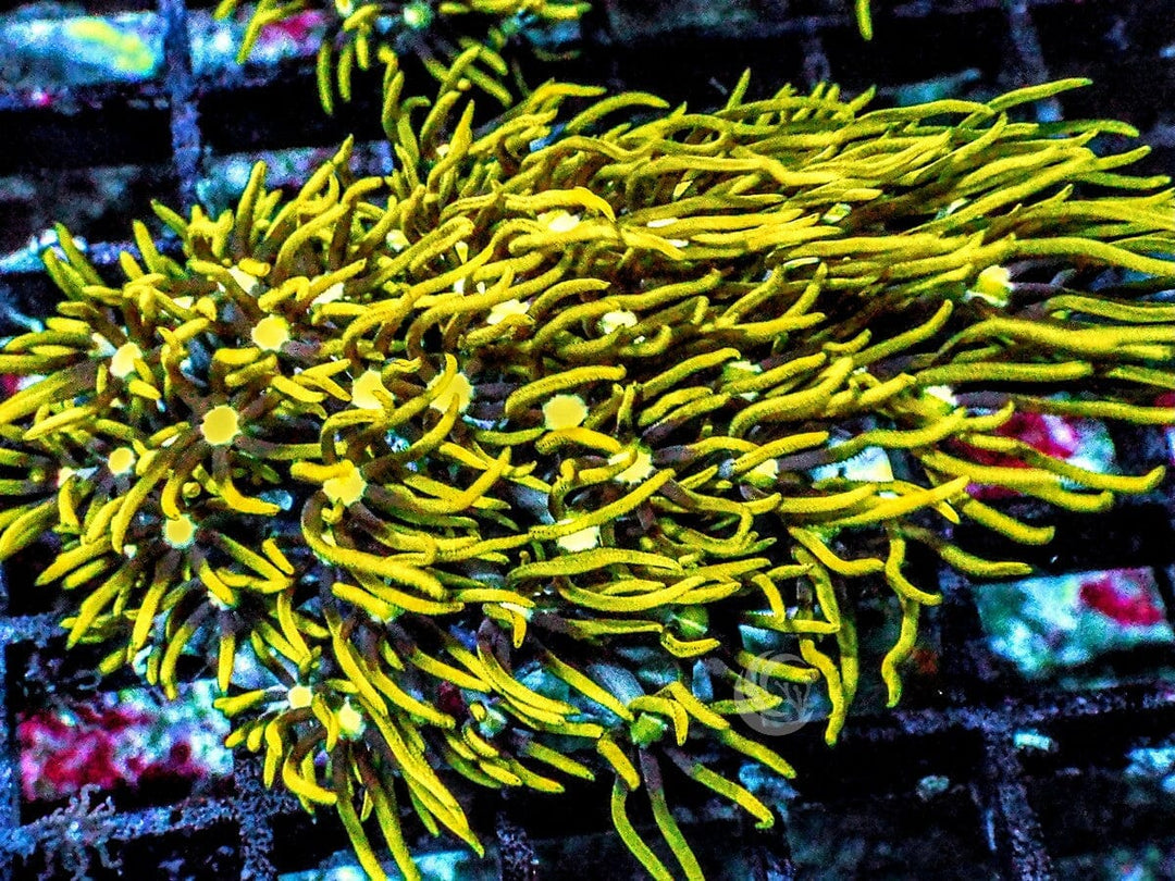 Green Center Green Star Polyps