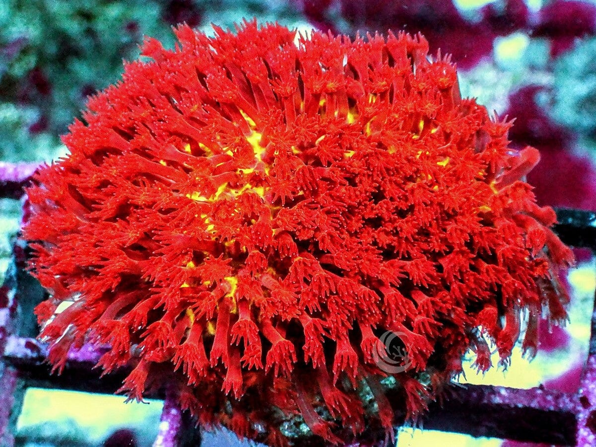 Burning Banana Stylocoeniella