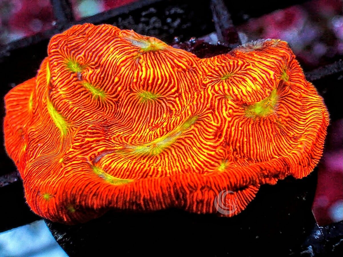 Neon Leptoseris