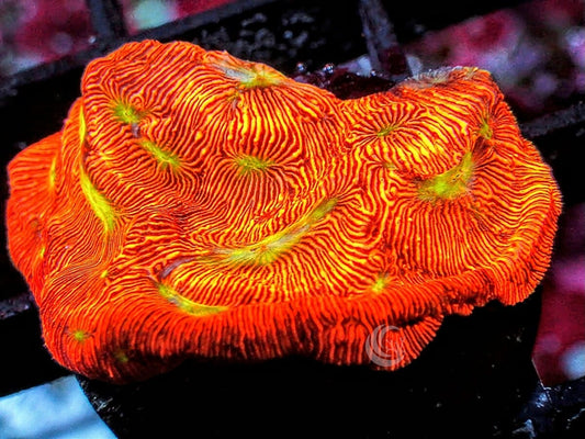 Neon Leptoseris