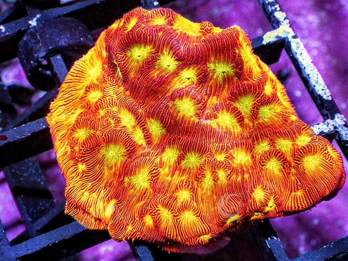 Jack O Lantern Leptoseris