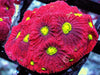 War Coral Favites