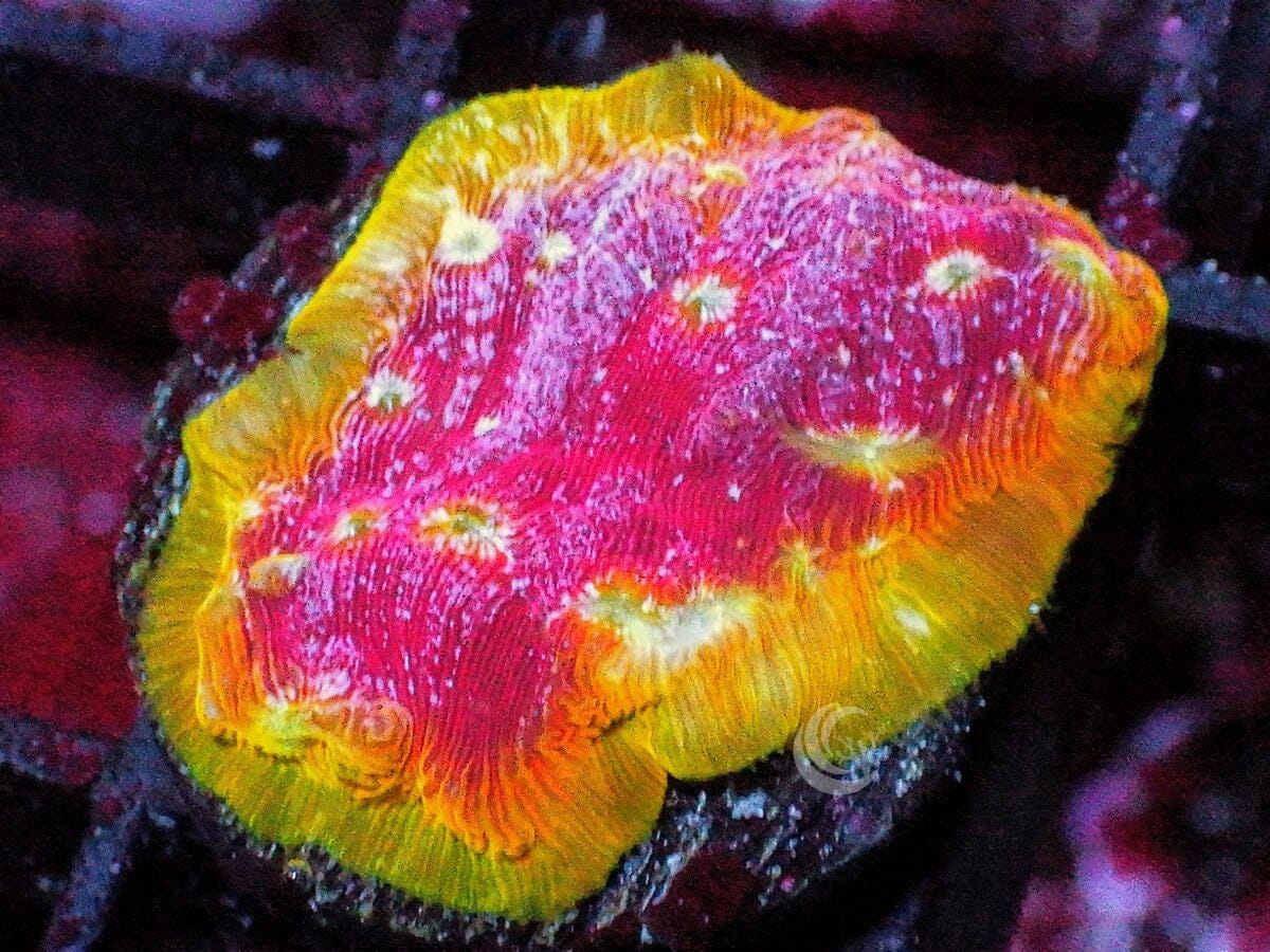 Clepto Leptoseris