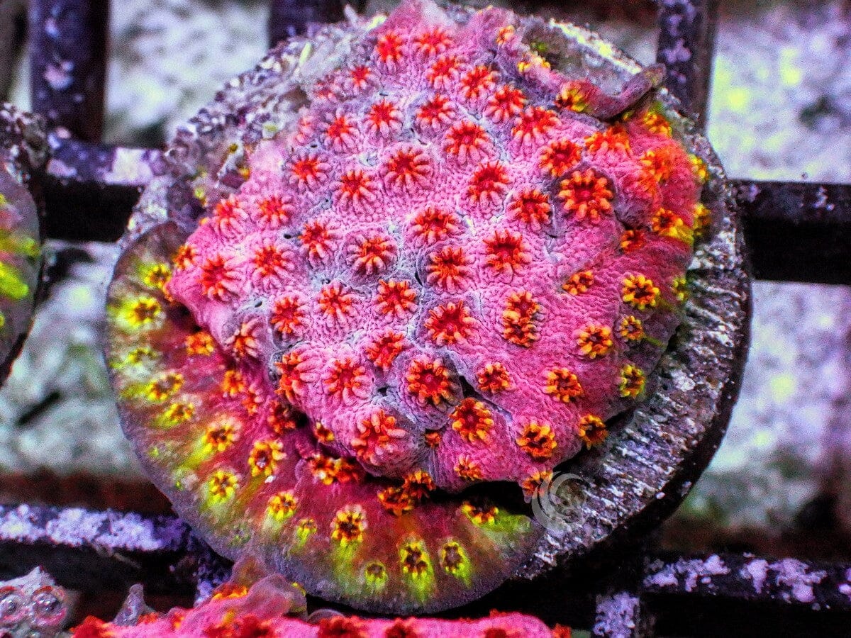 Pink Cyphastrea