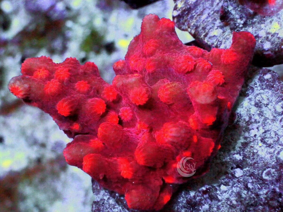 Branching Space Monkey Cyphastrea