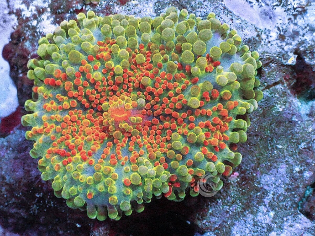MultiColor Ricordea yuma