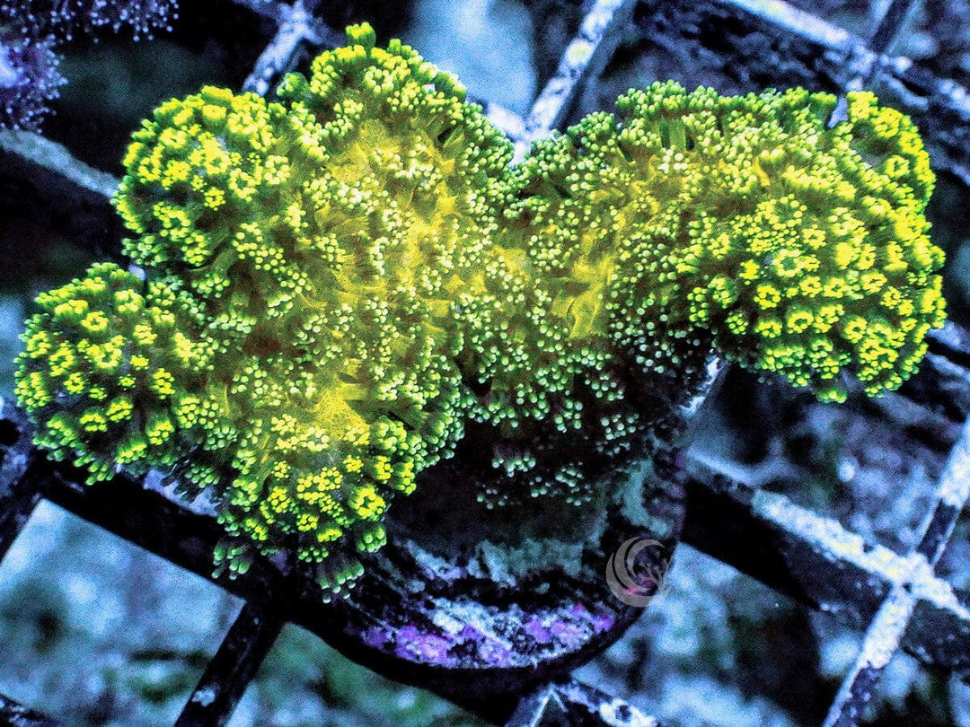 Glowing Neon Stylophora