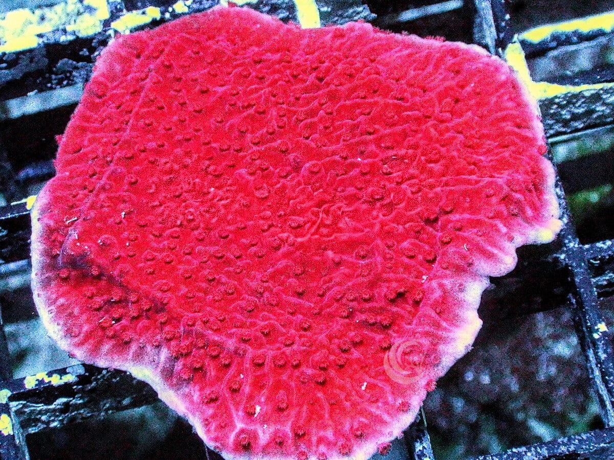 Blood Pool Plating Montipora