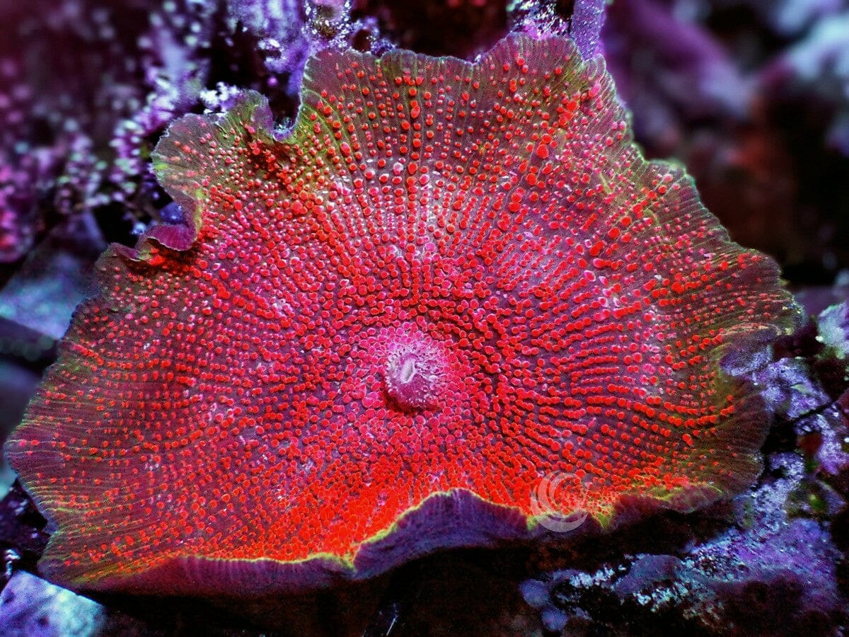 Red Measles Discosoma Mushroom