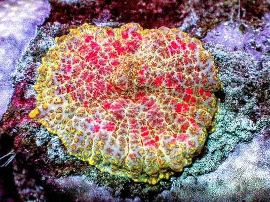 Persian Rug Rhodactis Mushroom