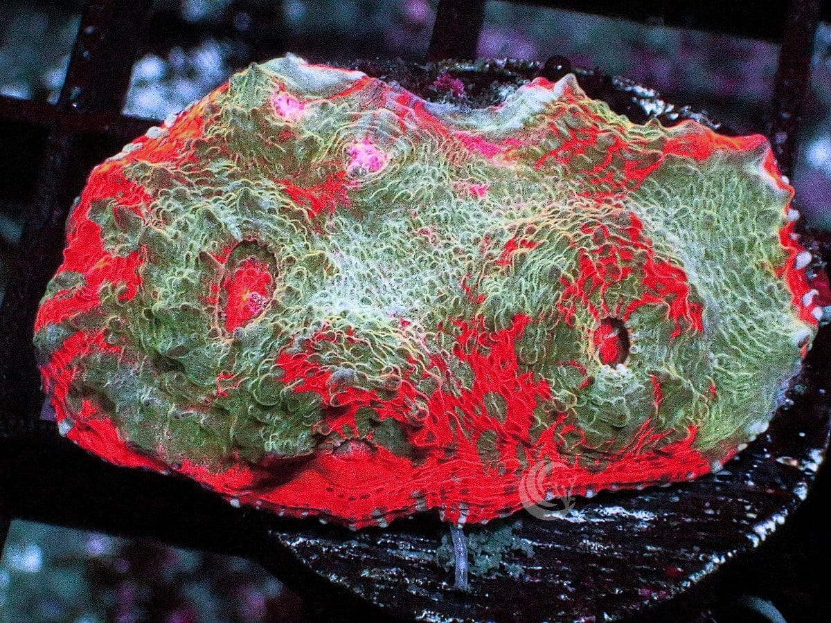 Teal Swirl Orange Chalice