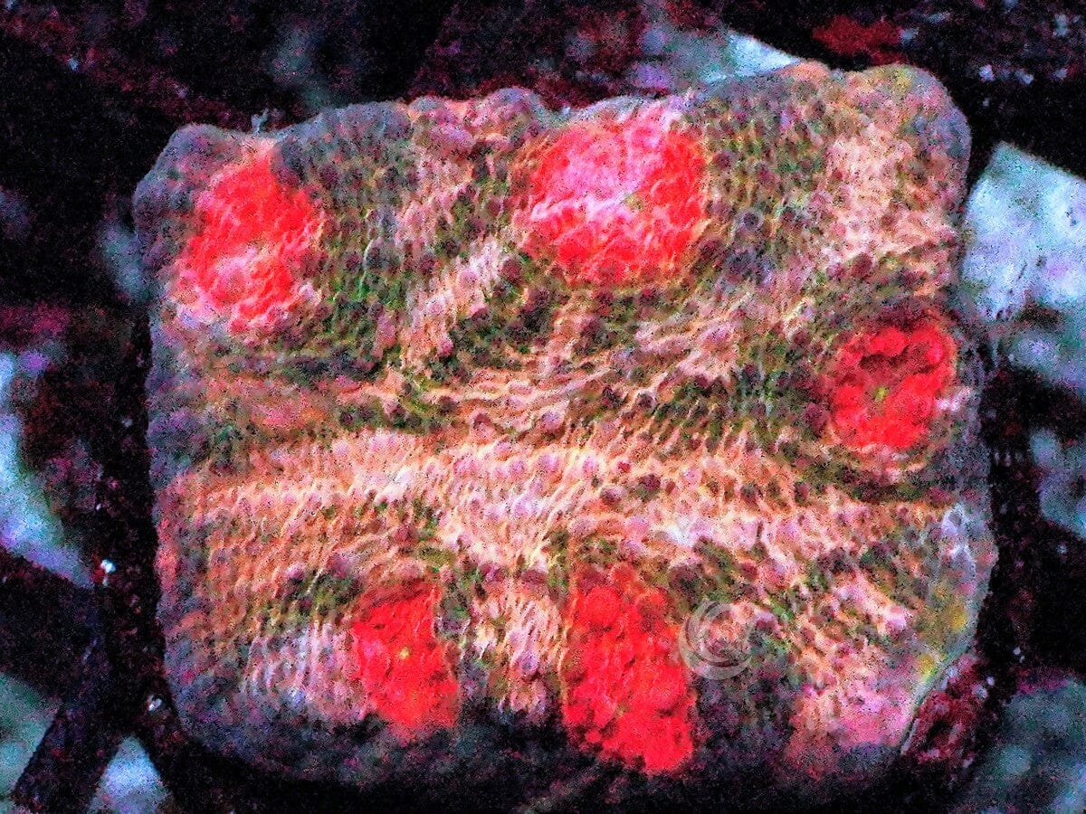 Bet Your Bippy Chalice