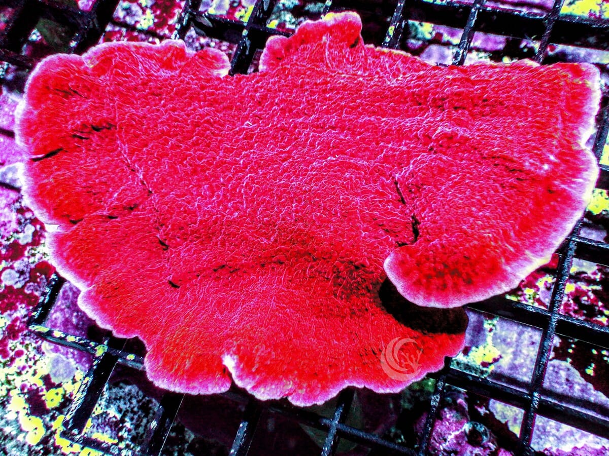 Large Blood Pool Plating Montipora