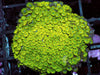 Lime Short Polyp Goniopora