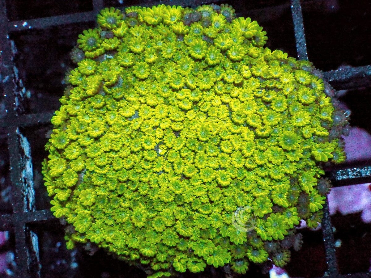 Lime Short Polyp Goniopora