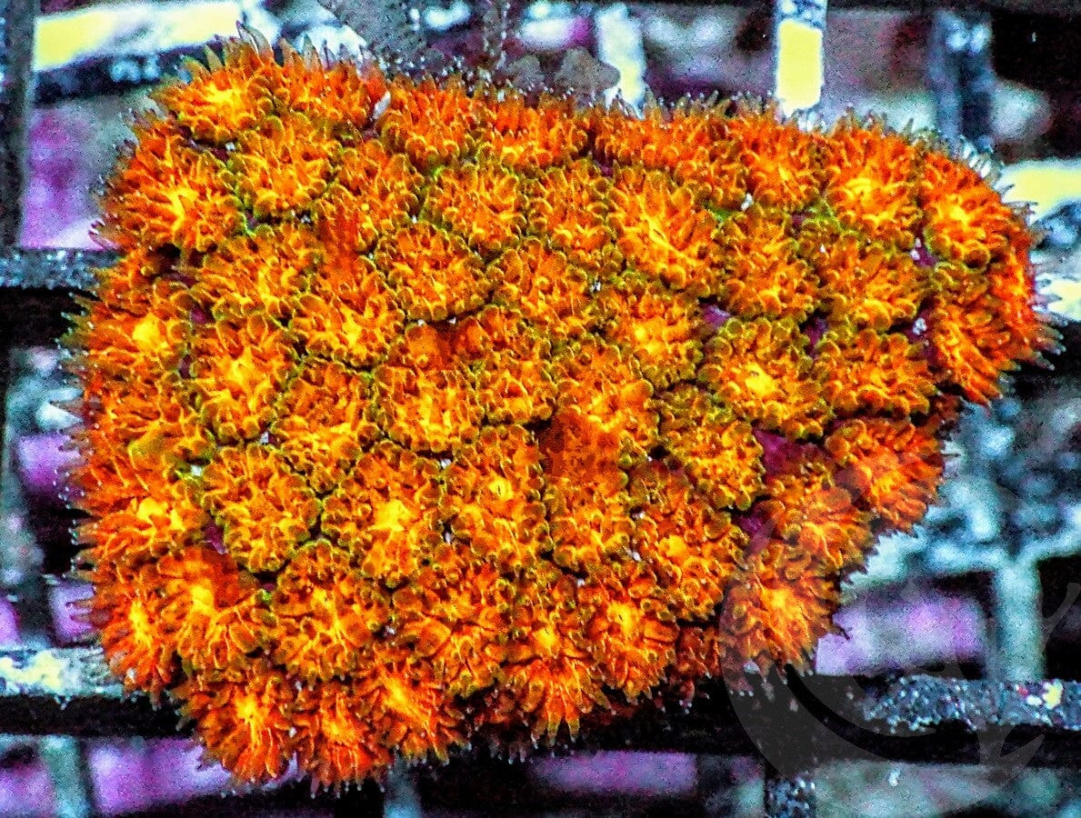 Orange Leptastrea