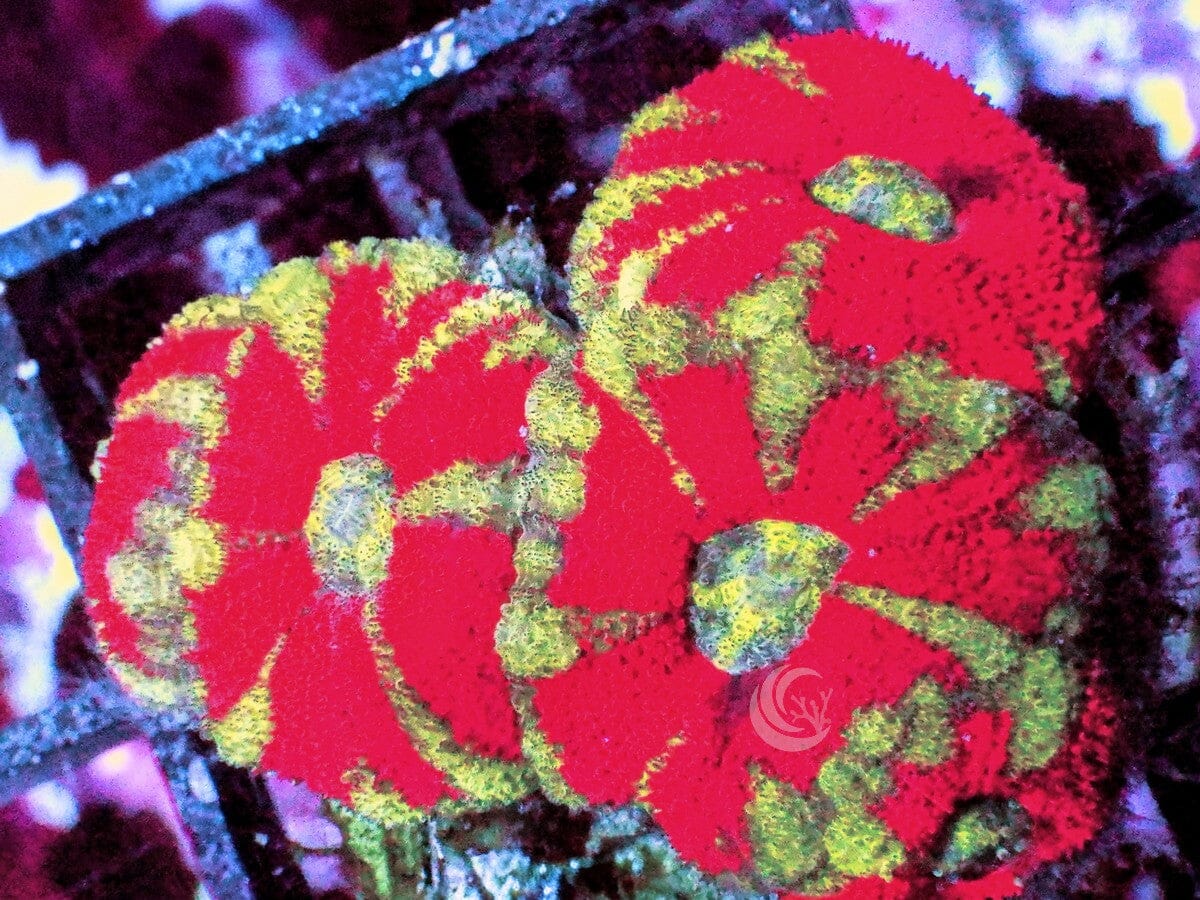 Ultra Acan lordhowensis