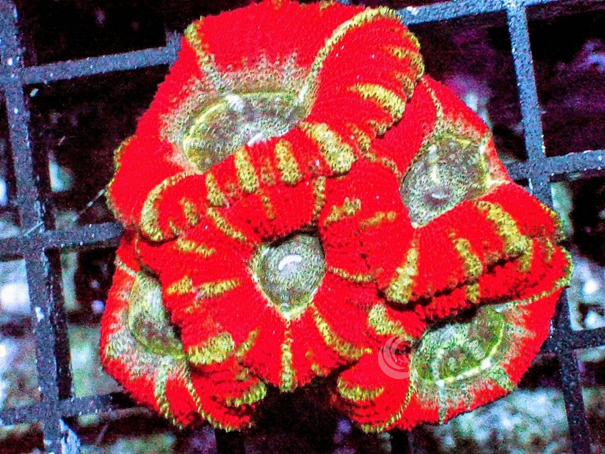 Ultra Acan lordhowensis