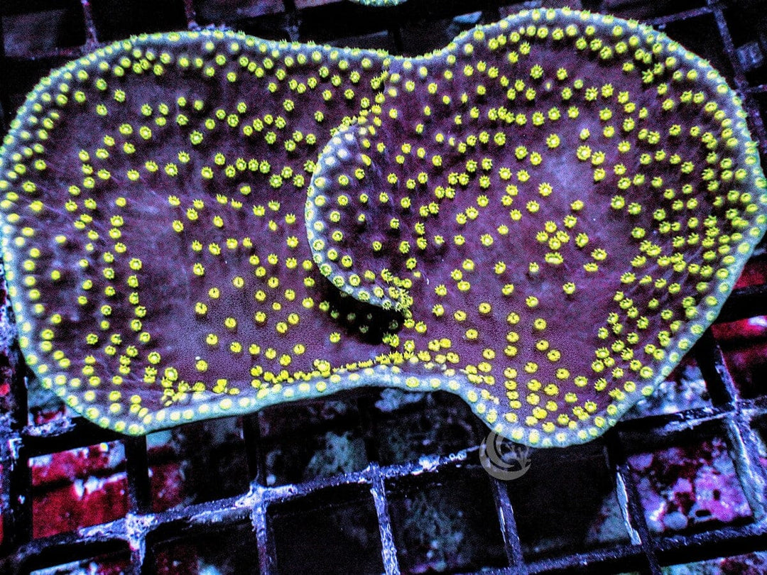 Large Neon Polyp Scrolling Turbinaria