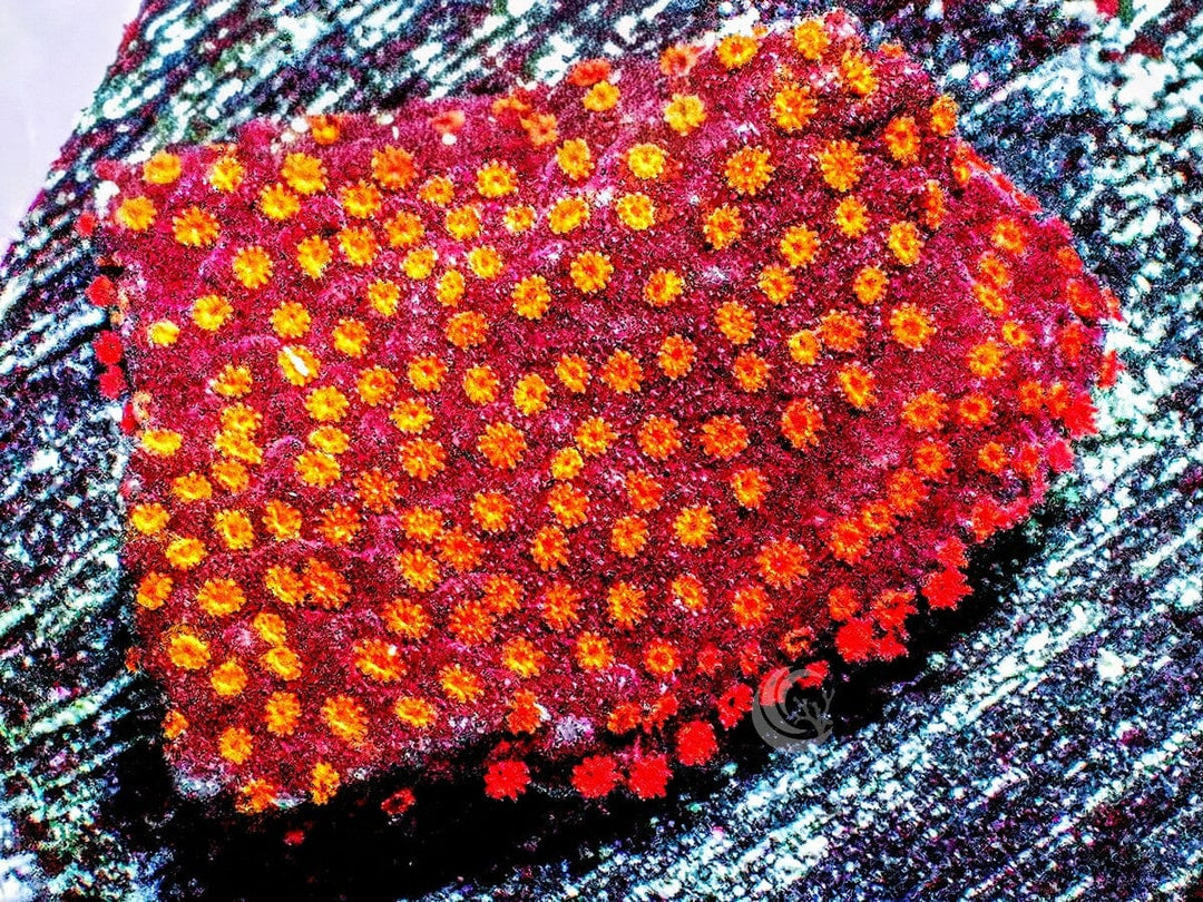 Red-Orange Encrusting Montipora