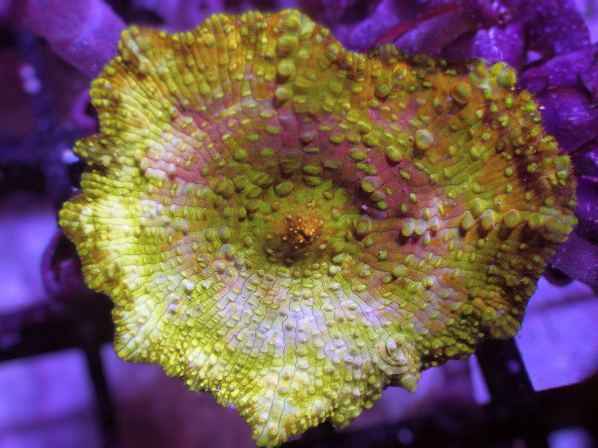 Fairy Dust Discosoma Mushroom