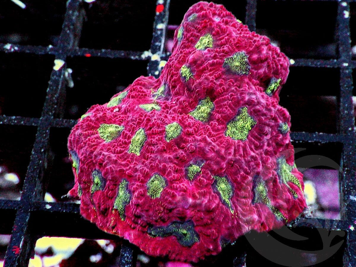 Strawberry Kiwi Favites