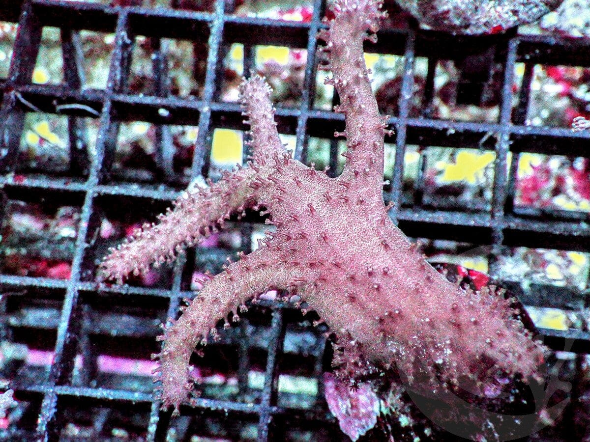 Witch's Finger Leather