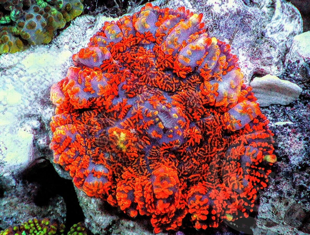 Superman Rhodactis Mushroom