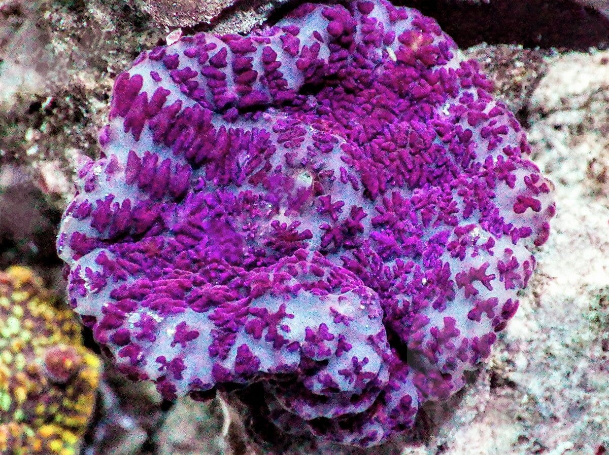Purple Rhodactis Mushroom