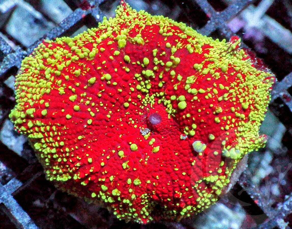 Red-Gold Jawbreaker Mushroom