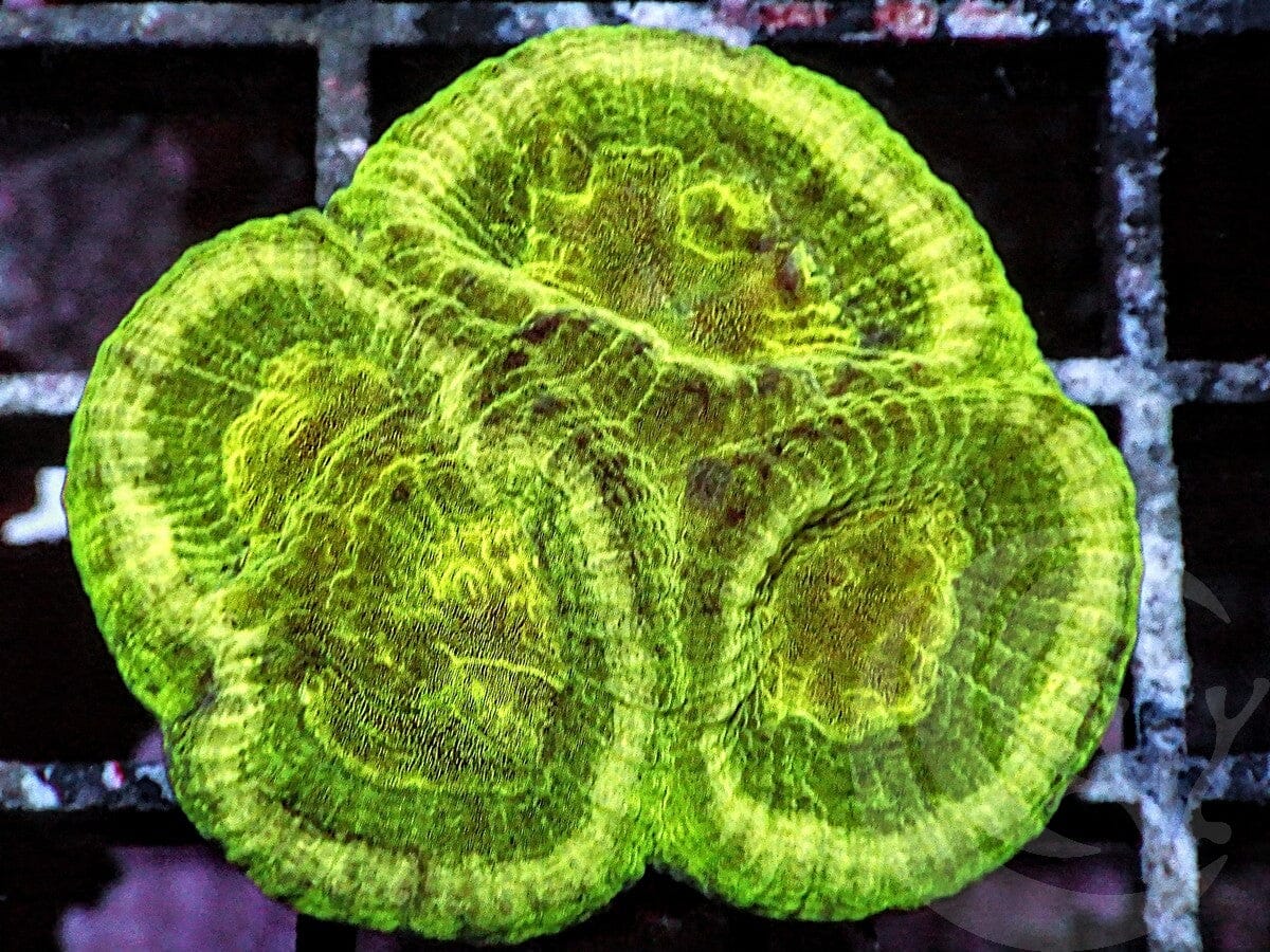 Toxic Lime Favia