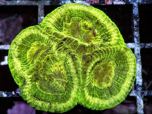 Toxic Lime Favia