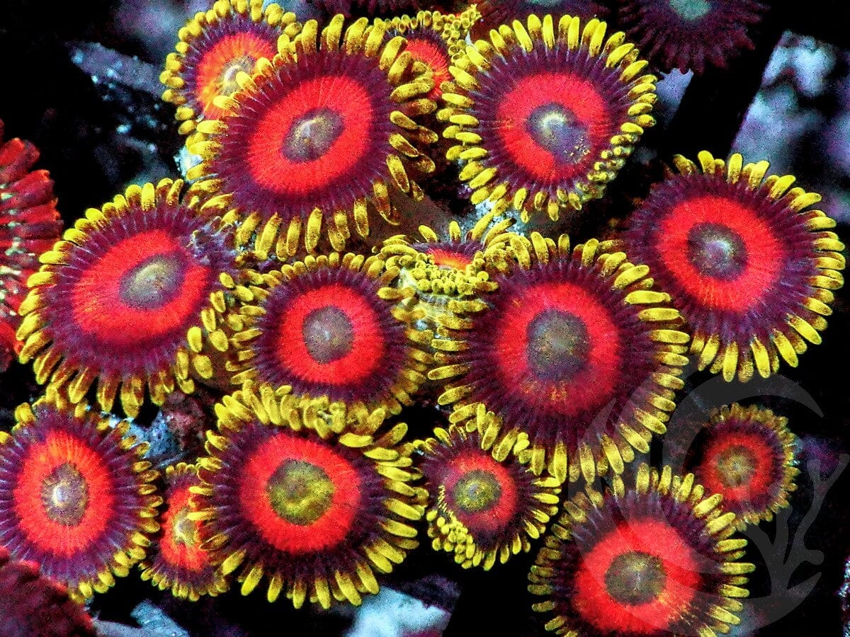 Eagle Eye Zoanthids