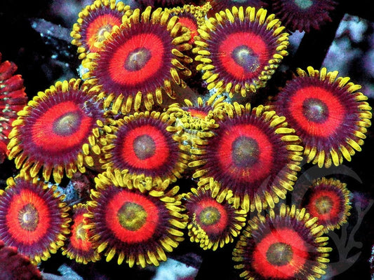 Eagle Eye Zoanthids