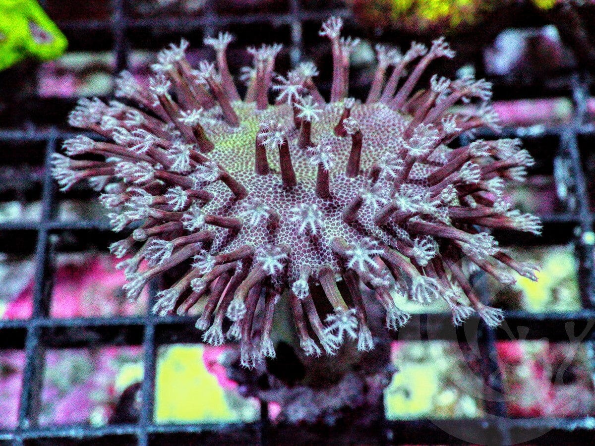 Snowflake Polyp Toadstool Leather