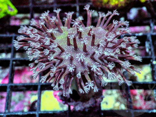 Snowflake Polyp Toadstool Leather