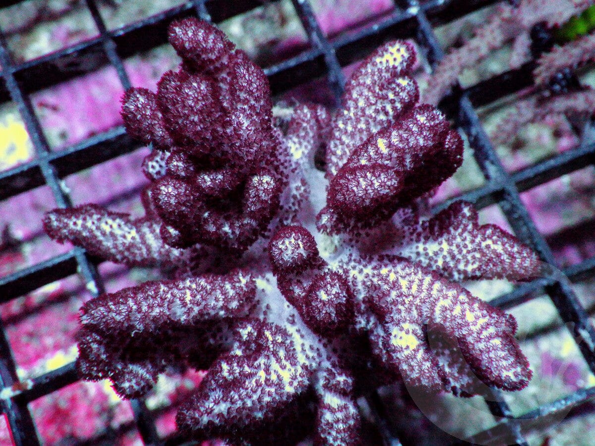 Hairy Beast Finger Leather