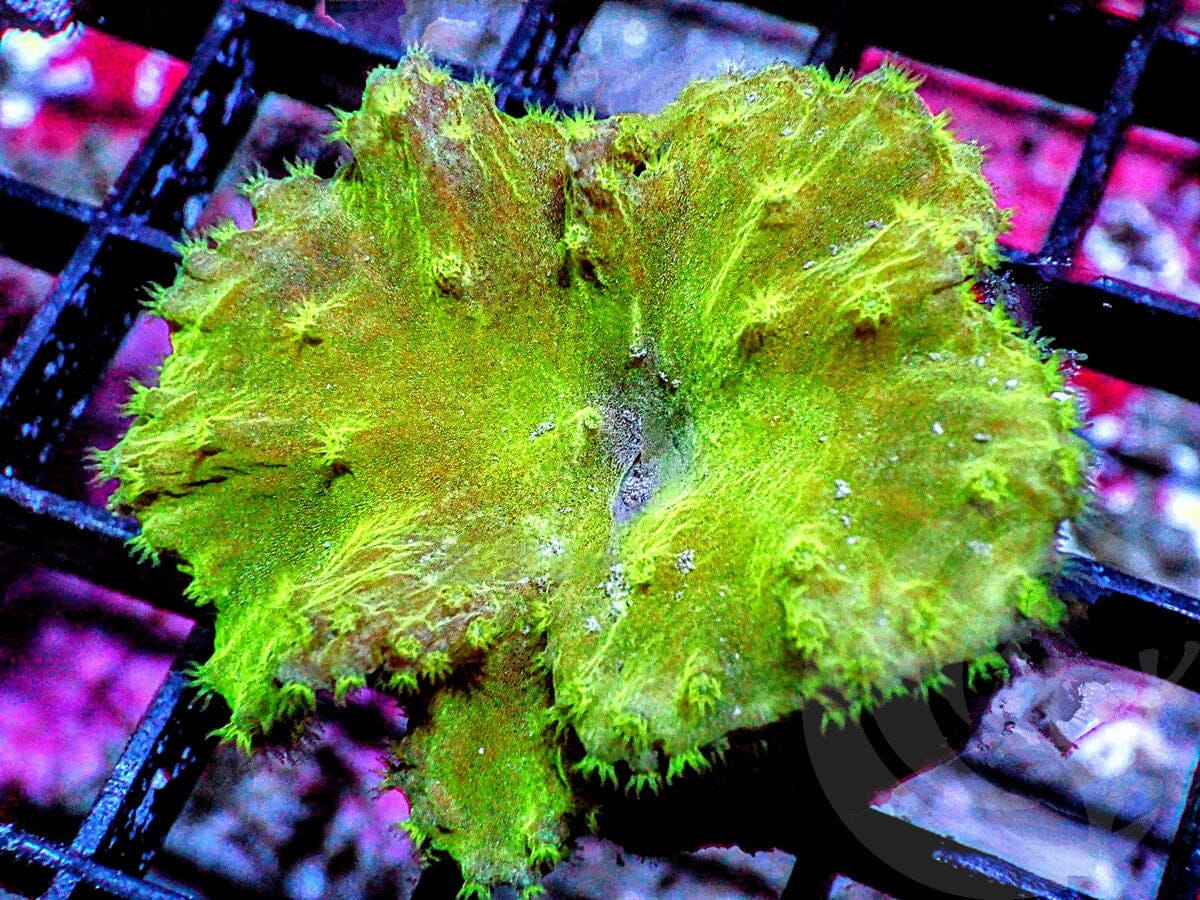 Green Cabbage Leather
