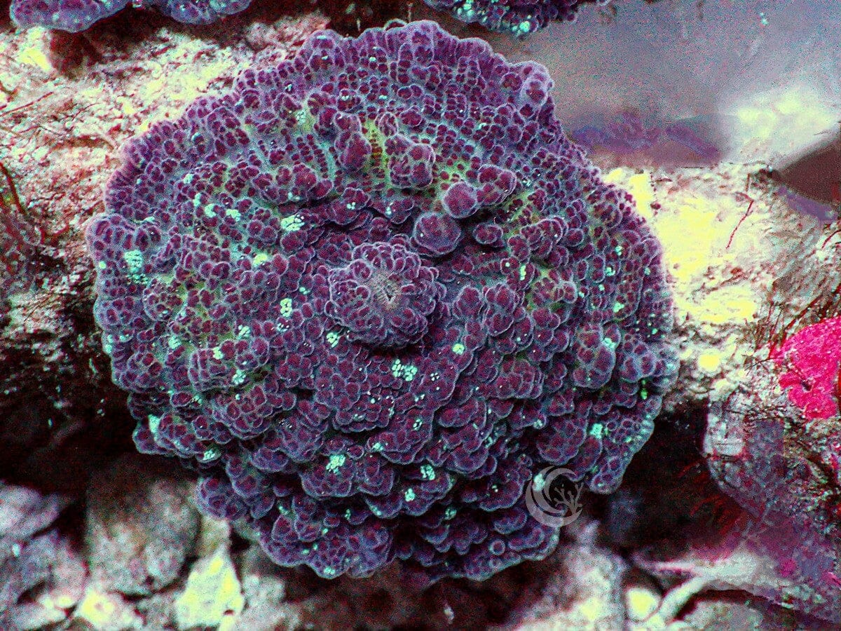 Stars In The Galaxy Discosoma Mushroom
