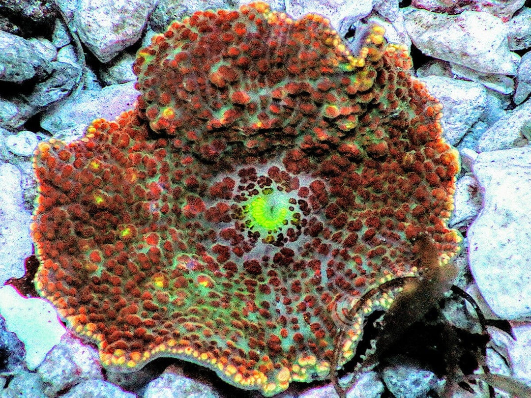 Bumpy Discosoma Mushroom