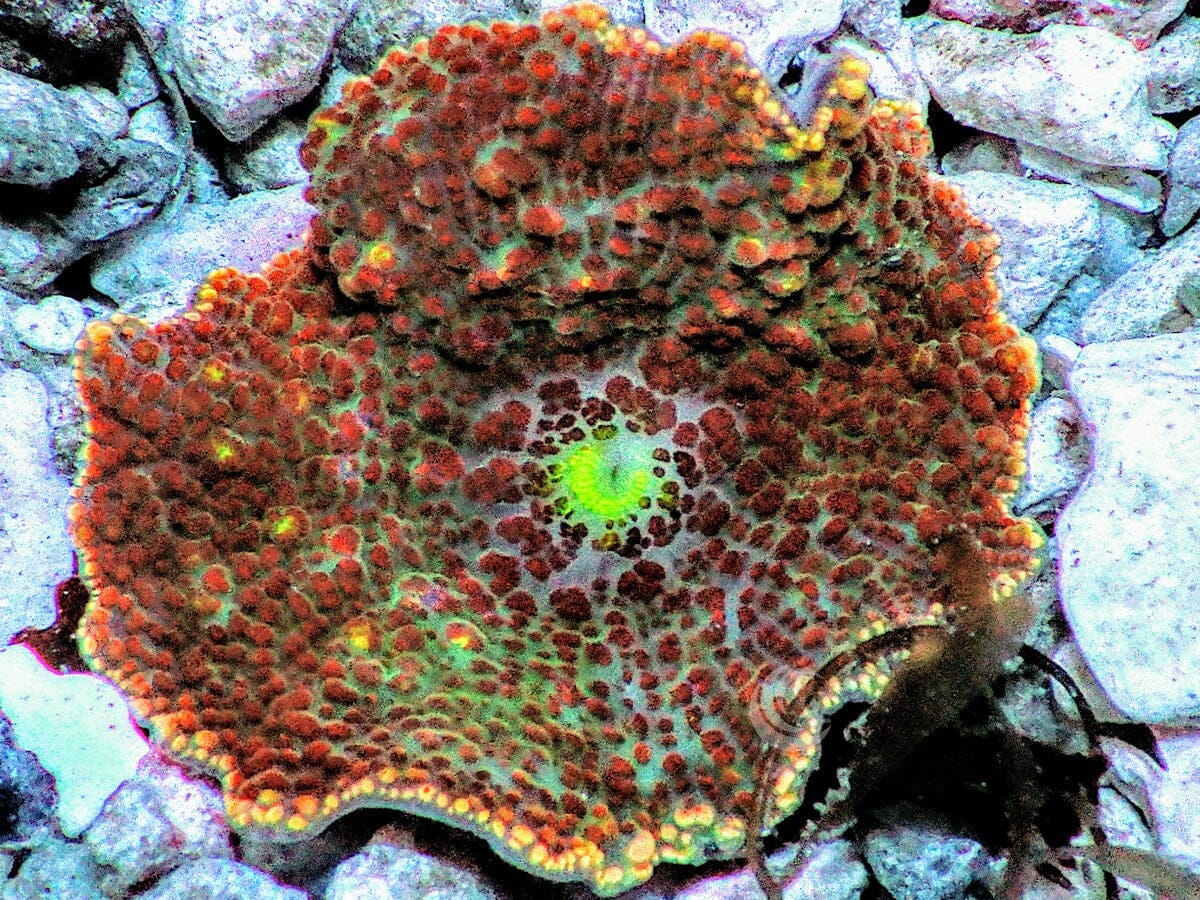 Bumpy Discosoma Mushroom