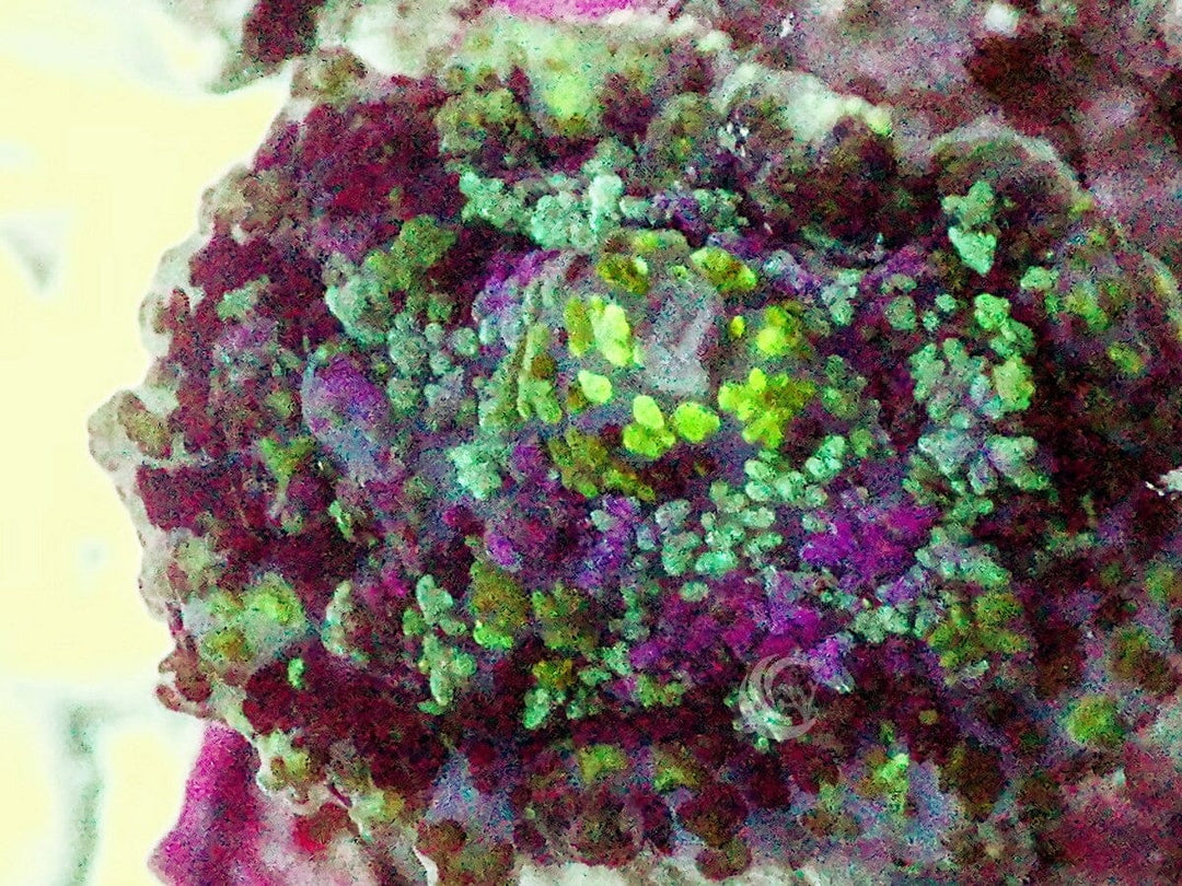 Purple Spotted Rhodactis Mushroom
