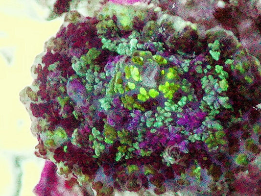 Purple Spotted Rhodactis Mushroom