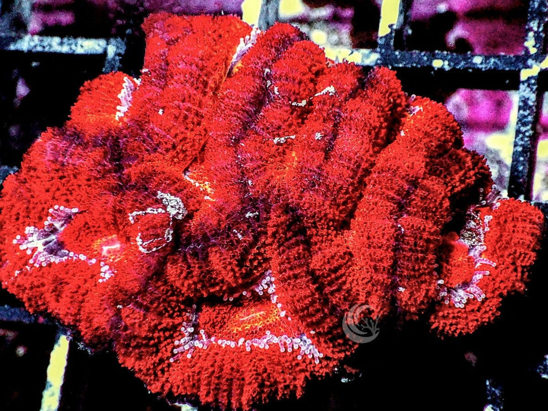 Red Velvet Acan lordhowensis