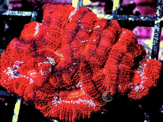 Red Velvet Acan lordhowensis